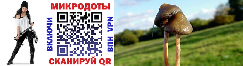 дарк нет как зайти  Новосибирск  Псилоцибиновые грибы ЛСД 